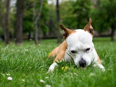 Why Do Dogs Eat Grass and Throw Up? The Real Science Behind It
